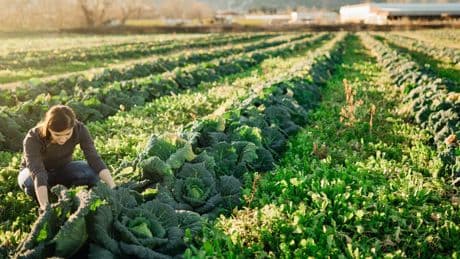 Agroecologia, l’Europa riparte dalle campagne per una crescita sostenibile e inclusiva