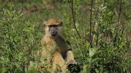 Un mono mata a un turista marroquí de una pedrada en la cabeza