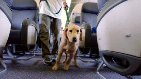 Aerei, cani e gatti da ora possono viaggiare in cabina: quelli più grandi sul sedile (con la cintura allacciata)