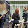Al drie dagen geen eten en drinken, Cher treft haar kat Ricky uitgehongerd aan bij de buren (die op vakantie zijn)