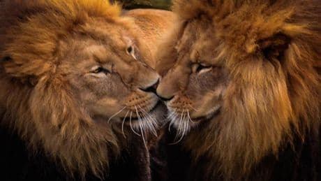 Biologie: Homosexualität bei Tieren: Ganz gewöhnlich – und ganz schön sinnvoll
