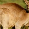 Kangaroo 'tries to drown' man in Australian floodwaters