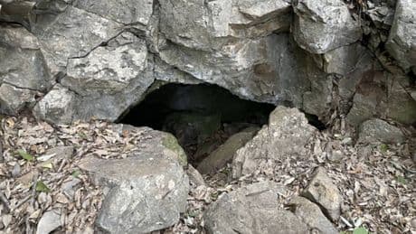 Entran en una cueva en Corea del Sur y hallan 4 'dragones' desconocidos para la ciencia