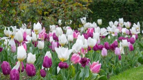 Monty Don's 5-minute gardening job ensures tulips 'come back bigger next year'