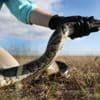 Robotkonijnen springen in de bres om invasieve pythons in de Everglades te verjagen