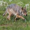 Een wolf doodschieten blijkt nog niet zo makkelijk