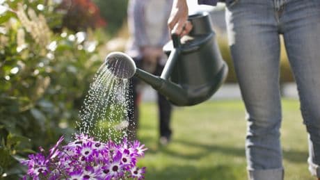Bei Hitze richtig gießen: So sparen Sie Wasser und retten Ihre Pflanzen