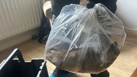 Riesen-Ratte in England entdeckt: Foto verbreitet sich in sozialen Medien