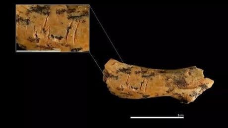 Forscher enthüllen verstörende Seite der Menschheitsgeschichte