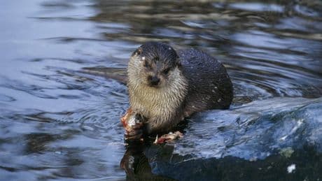 Hankensbüttel: Luft-Kurort mit Naturerlebnis | Ausflug ab Hannover