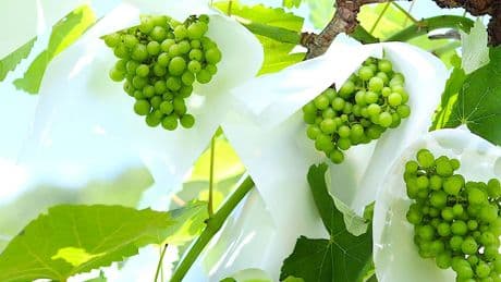 Japan's Fast-Growing Wine Market Embraces Natural Wine