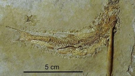 152 Million Years Ago This Fish Met A Gruesome End — Impaled By Belemnite