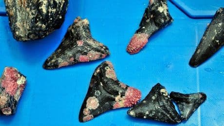 The Tooth Of The Matter: How Sharks Lost Half Their Ecological Roles
