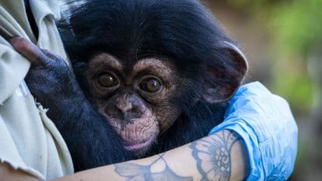El chimpancé nacido en Bioparc prosigue &quot;con éxito&quot; la última fase de cuidado con contacto humano