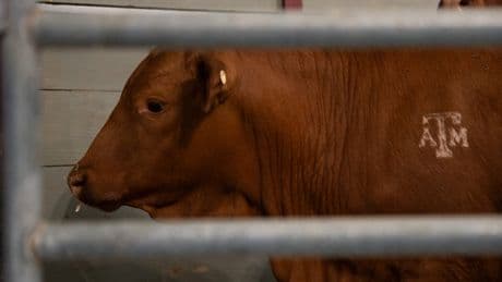 After screwworm scare, US-Mexico border set to reopen for cattle imports