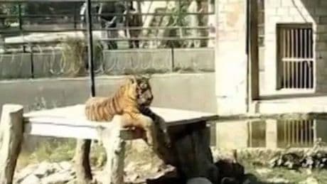 Tigers' horrifying action after mauling man to death in zoo