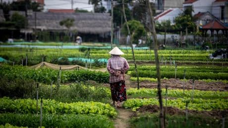 Statt Obstfarmen kommt bald Trumps Golfressort – Bauern in Vietnam müssen weichen