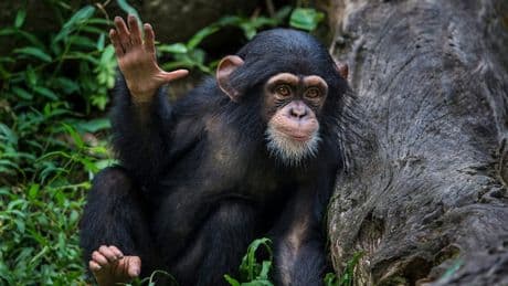 Tierisch taktvoll - Haben Schimpansen den Rhythmus erfunden?