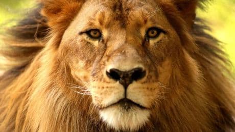 Una ONG pide al Gobierno de Sudáfrica acabar con la "cruel" industria de cría de leones