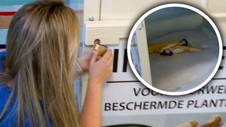 Bizarre vondst bij inleverbak foute souvenirs: 'Dit is van olifant'