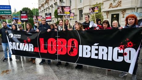 Los animalistas se movilizan para influir masivamente en la consulta del Gobierno sobre el lobo
