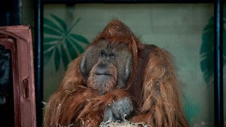 Brits urged not to visit zoos with great apes amid calls to free our 'cousins'