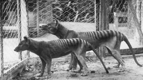 Los creadores de los lobos gigantes de Juego de Tronos afirman que están cerca de "devolver a la vida" a los tigres de Tasmania