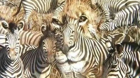 Gözünüz ilk neyi seçti? Aslan mı Zebra mı? Karakteriniz bu detayda saklı!
