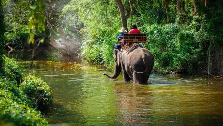 The wildlife mistakes I’ve made while travelling – from cuddling chimpanzees to riding elephants