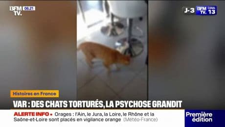 "Il ne pouvait plus marcher": une association rapporte une vingtaine de cas de maltraitance ou de disparition visant des chats dans le Var