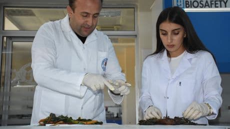Şırnak yetişen iki bitkinin 3 hastalığa iyi geleceğini saptadı