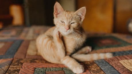 Floh-Alarm bei Hund und Katze: Warum Chemie nicht die Lösung ist