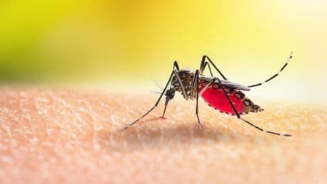 Chikungunya: «Il faut s’attendre à une augmentation des risques d’épidémie en France»