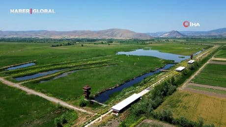 Kaz Gölü yeni evlenen çiftler için doğal stüdyo oldu