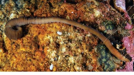 El gusano acordeón, nueva especie descubierta en Galicia y reconocida por la Royal Society