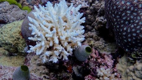 Great Barrier Reef records largest annual coral loss in 39 years