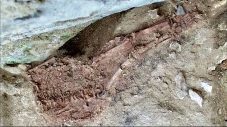 Archaeologists confirm first 'hybrid child' showing human-Neanderthal interbreeding