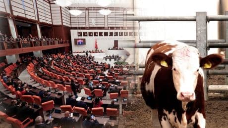 İneklere gaz çıkardıkları için ceza mı kesilecek? TBMM'yi karıştıran kanun