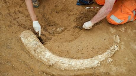 Archäologischer Fund: Mammutzahn auf Suedlink-Baustelle entdeckt