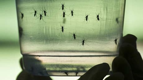 Chikungunya: un cas autochtone suspecté dans la Drôme