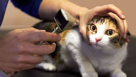 Köln: Elf ausgesetzte Katzen krank – Tierheim Dellbrück bittet um Hilfe