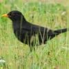 Kür im Internet: Bevölkerung kann „Vogel des Jahres“ wählen