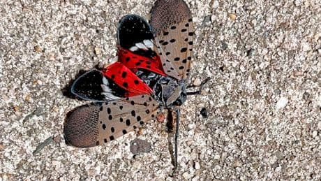 So many lanternflies are spreading across the East Coast they are being picked up by radar