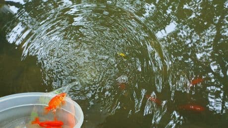 Veel aquariumvissen gedumpt voor de vakantie: ’Goudvissen slopen ons ecosysteem’