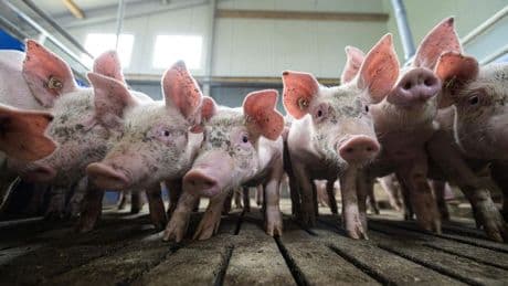 This Swine Flu Strain Has All The Hallmarks Of A Pandemic Threat