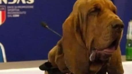 Hero sniffer dog killed by ‘cowards’ who gave him sausages with nails in them