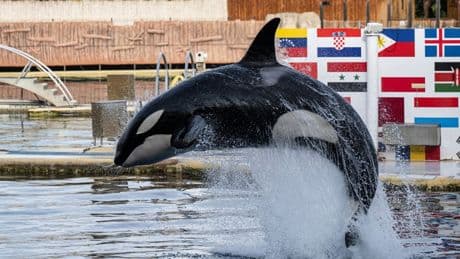 Orcas left trapped in abandoned French marine park four months after closure