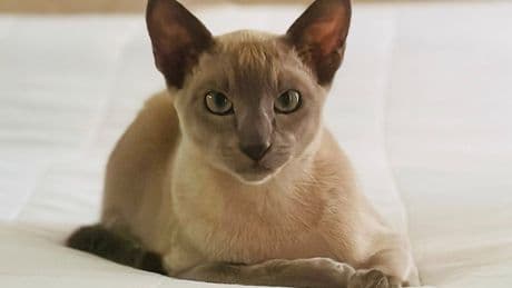 Leonardo da Pinchy terrorises seaside town in ‘one-cat crimewave’