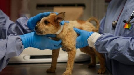 Puppies rescued from flood-stricken Texas arrive at Chicago shelter