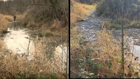 DFO orders halt to gravel mining from salmon-bearing B.C. creek